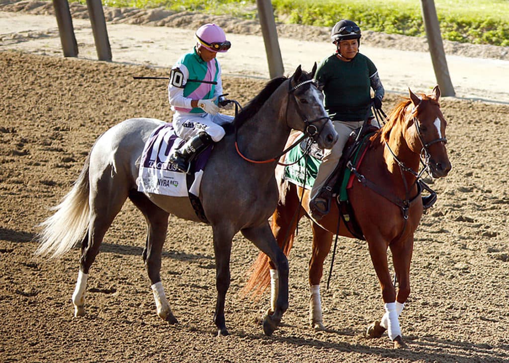 Tacitus-Racehorse-1024x731