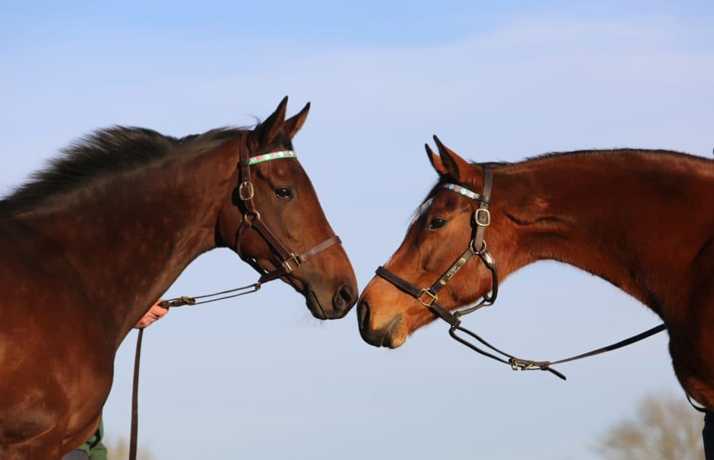 Bluestocking & Enable, 2024 (Juddmonte)